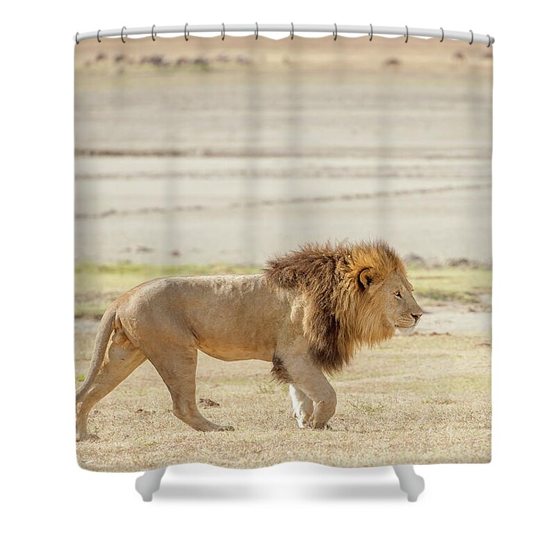 Lion Shower Curtain featuring the photograph Lion in Serengeti #12 by Marek Poplawski