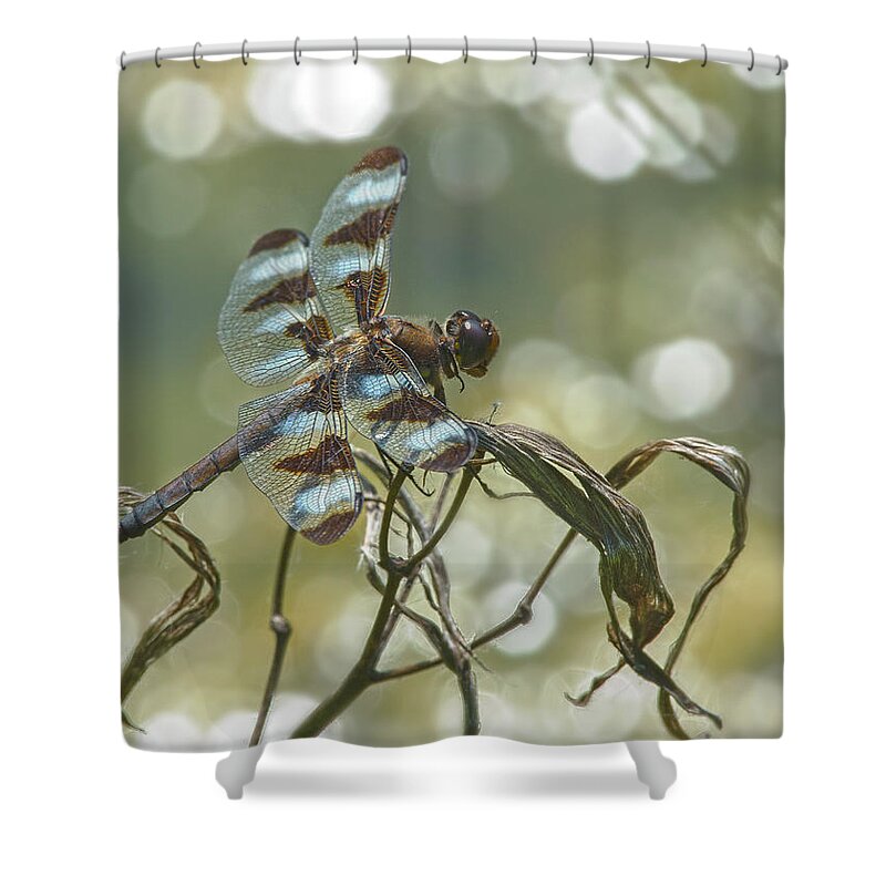 Odonata Shower Curtain featuring the photograph 12 Spotted Skimmer by Jim Zablotny
