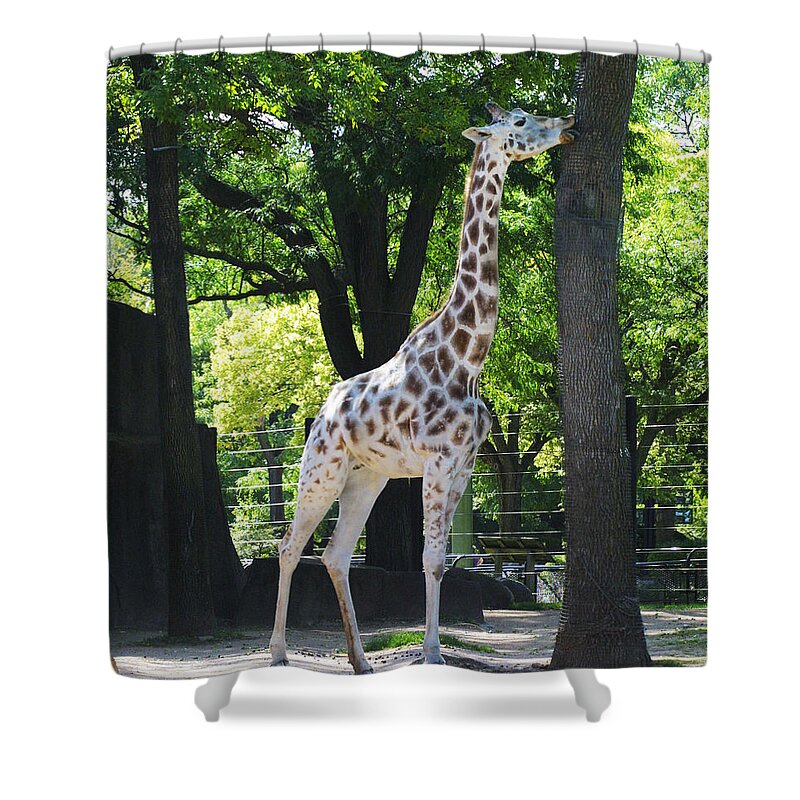 Zoo Shower Curtain featuring the photograph Zoo Scapes #12 by Jean Wolfrum