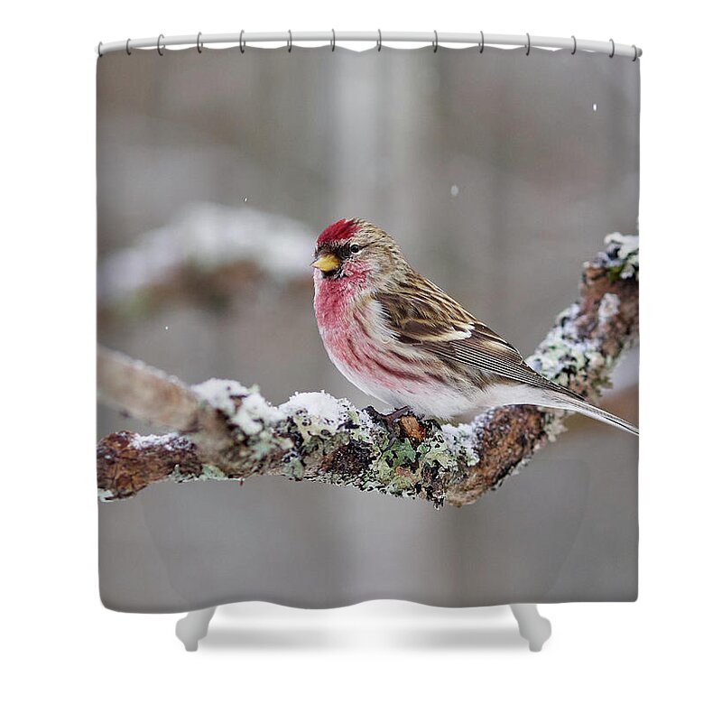 Lehtokukka Shower Curtain featuring the photograph Common redpoll #13 by Jouko Lehto