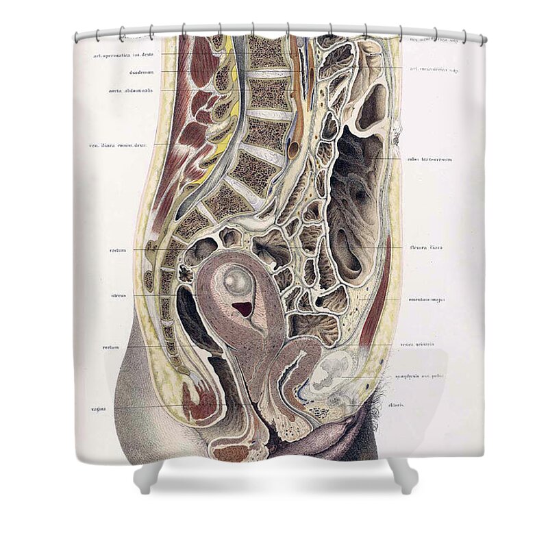 Science Shower Curtain featuring the photograph Topographisch-anatomischer, Braune, 1872 #13 by Science Source