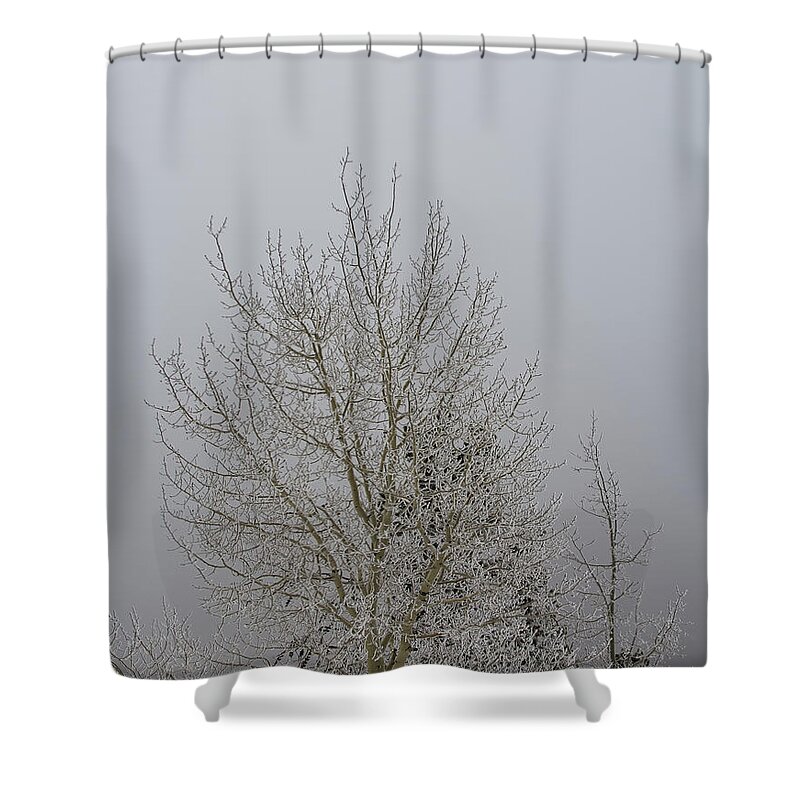 Winter Shower Curtain featuring the photograph 14 Degrees by Steven Parker