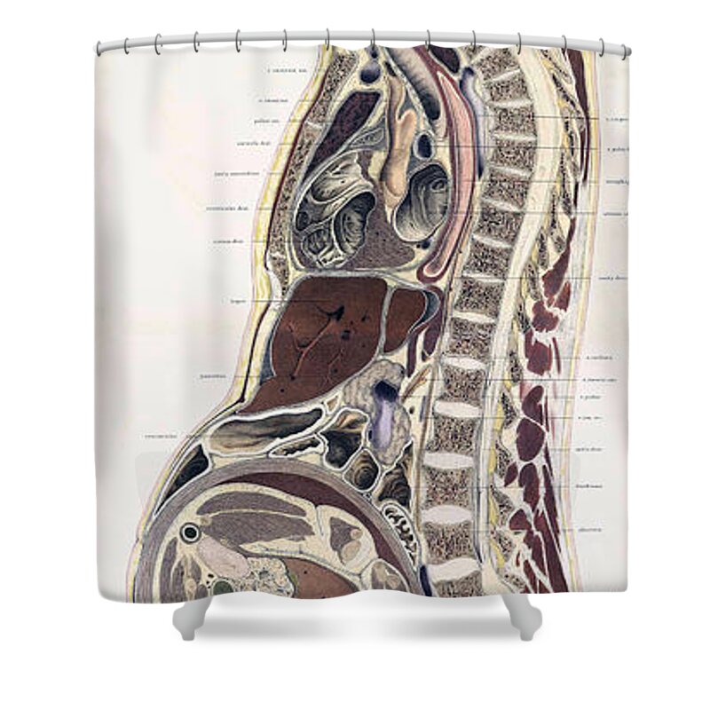 Science Shower Curtain featuring the photograph Topographisch-anatomischer, Braune, 1872 #14 by Science Source