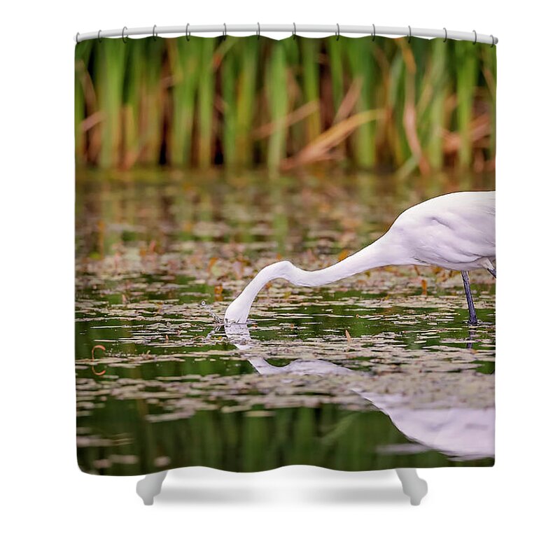 Animal Shower Curtain featuring the photograph White, Great Egret #14 by Peter Lakomy