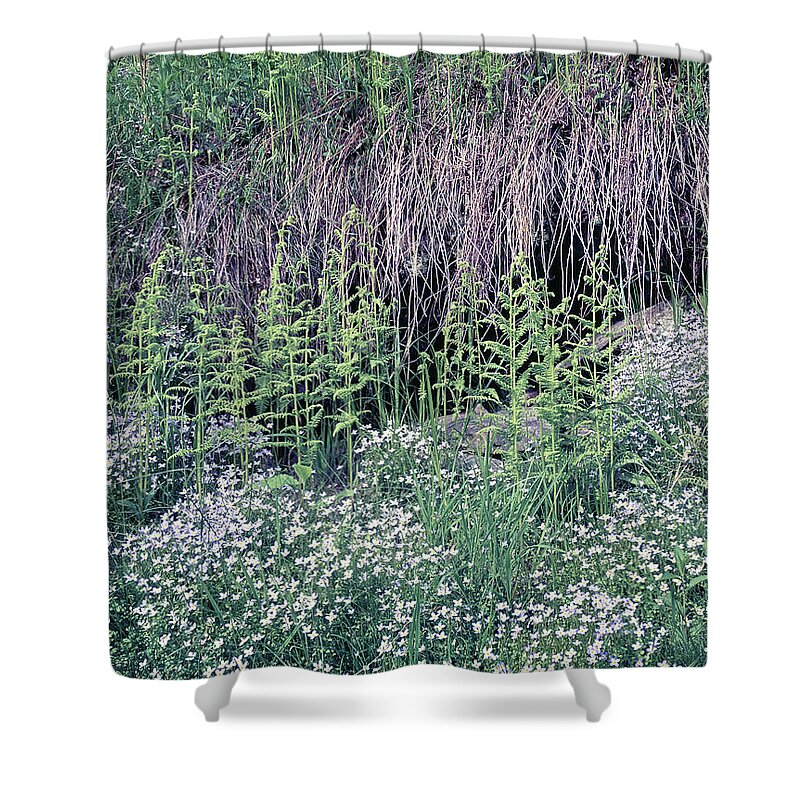 Bluets Shower Curtain featuring the photograph 146011 Bluets GSMNP by Ed Cooper Photography