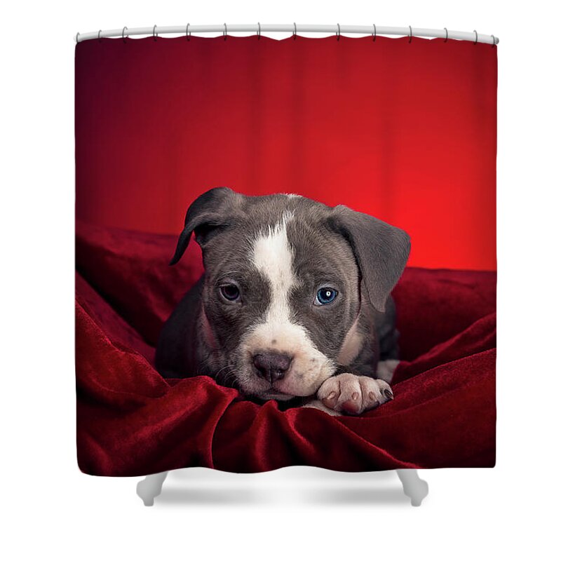 Adorable Shower Curtain featuring the photograph American Pitbull Puppy #15 by Peter Lakomy