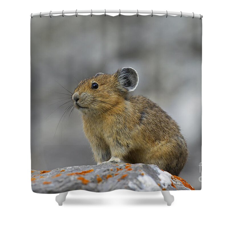 American Pika Shower Curtain featuring the photograph 151221p238 by Arterra Picture Library