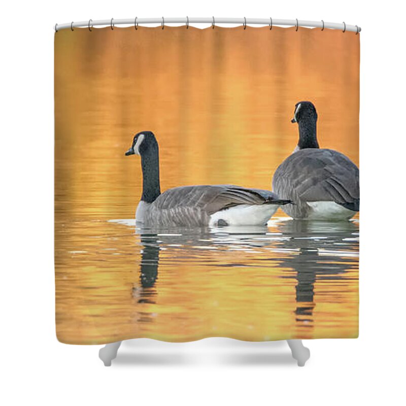 Canda Shower Curtain featuring the photograph Canada Geese #17 by Tam Ryan