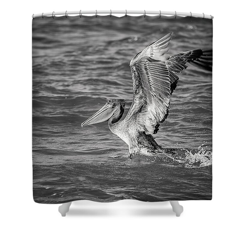 Aqua Shower Curtain featuring the photograph Pelican by Peter Lakomy