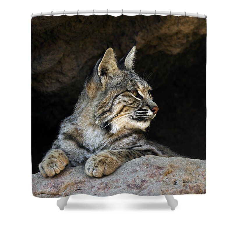 Bobcat Shower Curtain featuring the photograph Bobcat by Arterra Picture Library