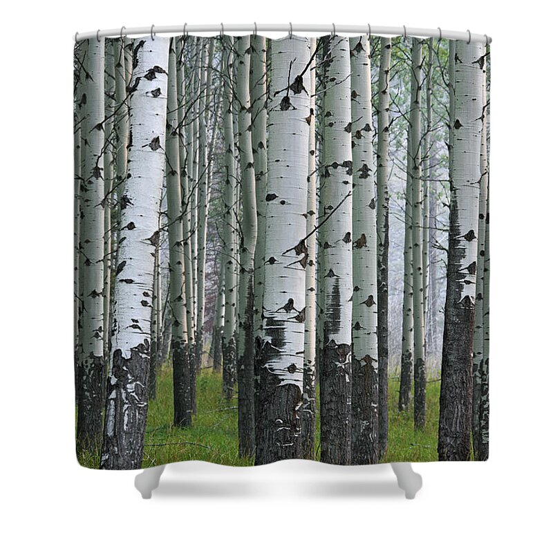 Quaking Aspen Shower Curtain featuring the photograph 160115p111 by Arterra Picture Library
