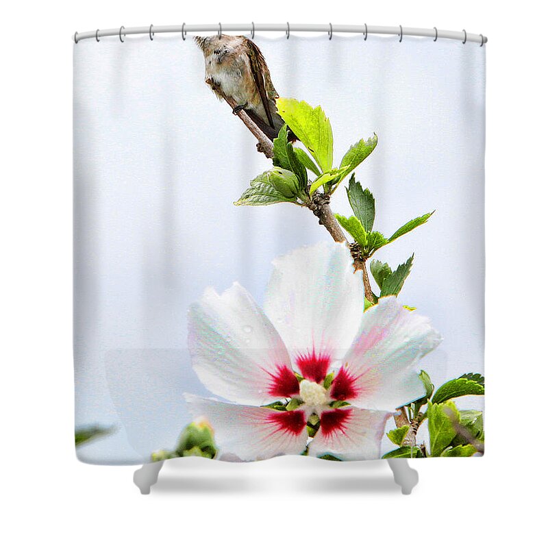 Hummingbird Shower Curtain featuring the photograph Hummingbird #17 by John Freidenberg