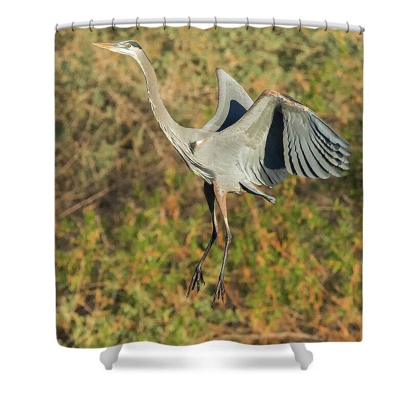 Great Shower Curtain featuring the photograph Great Blue Heron #18 by Tam Ryan