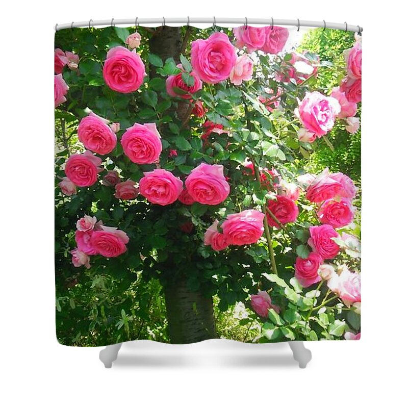 #flower#flowerlovers#flowerlover#green#flowerlovers#floral#rose#rosa#pink#petal#plant#blossom#photooftheday#floweroftheday#webstagram#naturestagram#flowerstagram#naturelover#naturelovers#naturehippys#naturehippy#flowers#yokohama#japan#kn##l#{ Shower Curtain featuring the photograph Rose #18 by Tomoko Takigawa