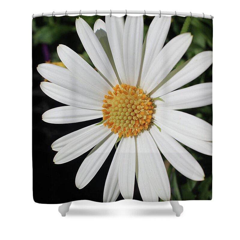 Flowers Shower Curtain featuring the photograph Daisy #19 by Michele Caporaso