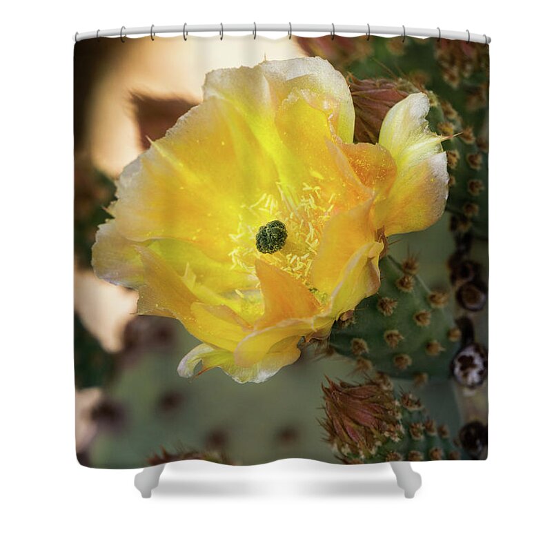 Golden Prickly Pear Cactus Shower Curtain featuring the photograph A Golden Beauty #2 by Saija Lehtonen