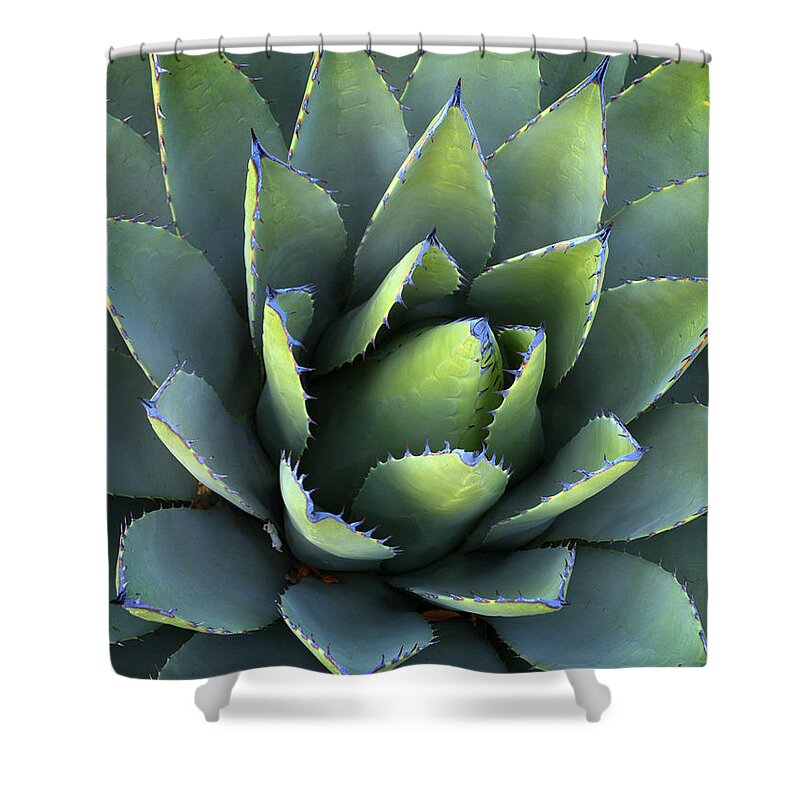 Green Shower Curtain featuring the photograph Agave Plant #2 by Nathan Abbott