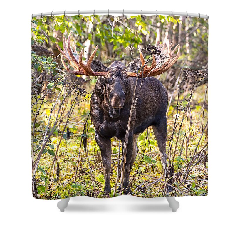 Sam Amato Photography Shower Curtain featuring the photograph Alaskan Bull Moose #2 by Sam Amato