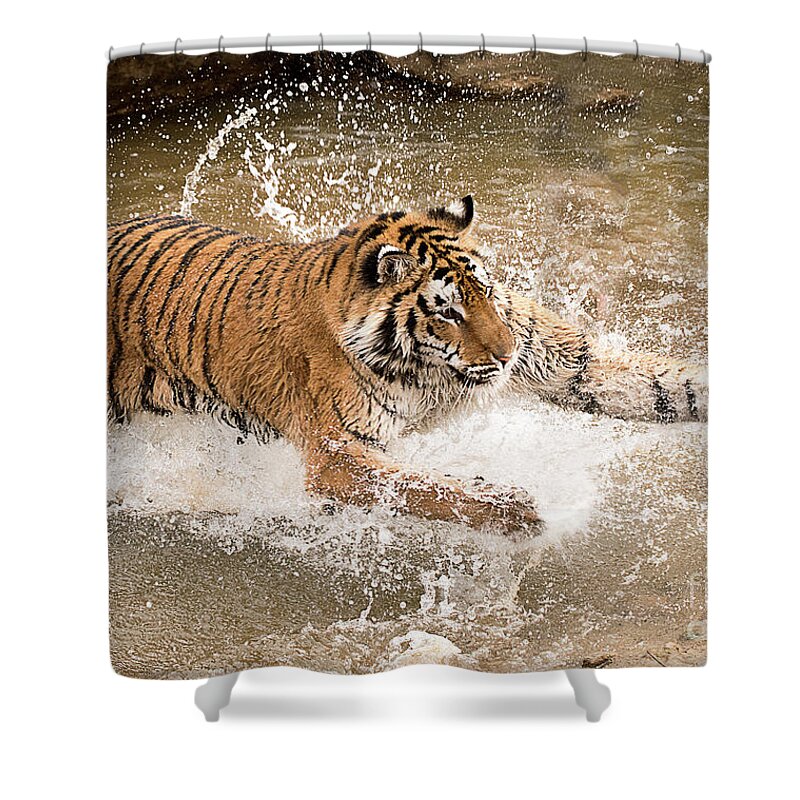Mammal Shower Curtain featuring the photograph Amur Tiger #2 by Dennis Hammer