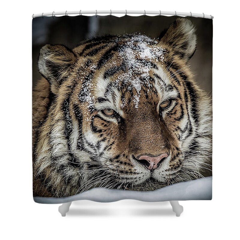 Amur Shower Curtain featuring the photograph Amur Tiger #2 by Ron Pate