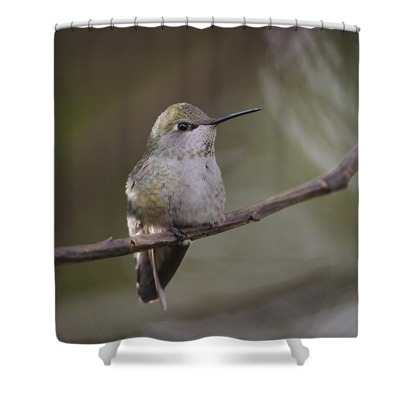 Anna's Hummingbird Shower Curtain featuring the photograph Anna's Hummingbird by Kathy King