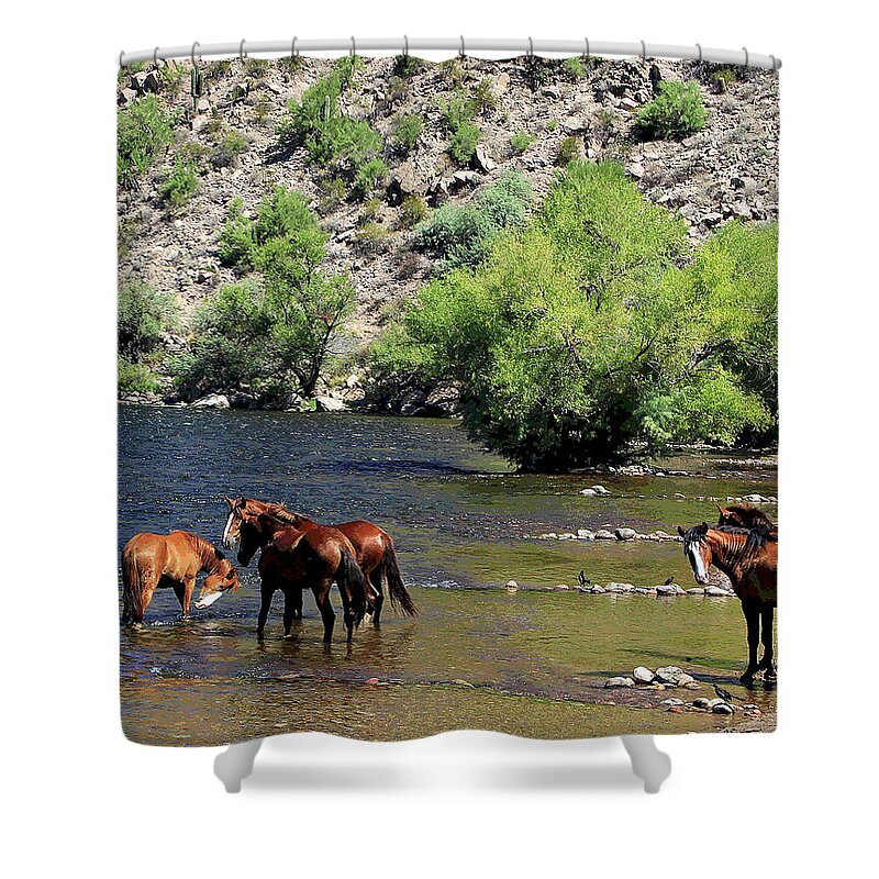 Horses Shower Curtain featuring the photograph Arizona Wild Horses by Matalyn Gardner