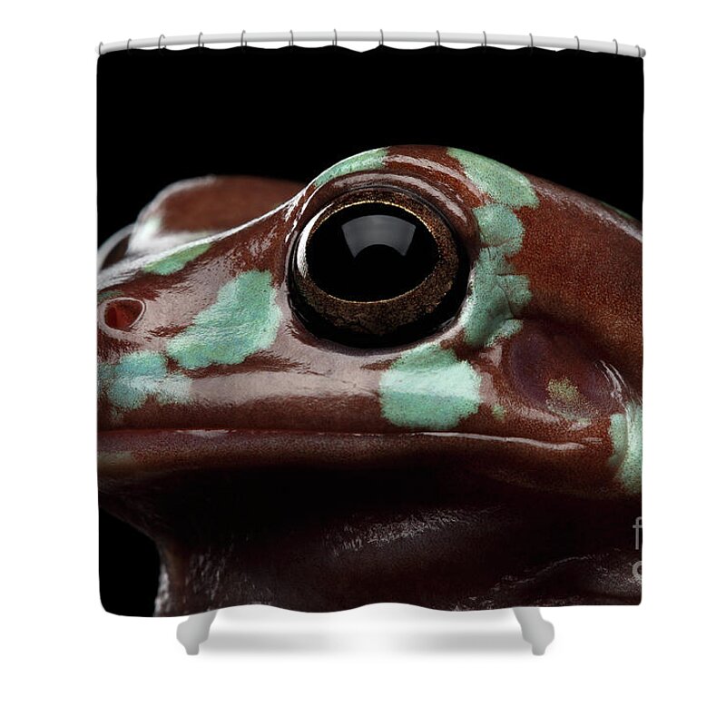 Brown Frog Shower Curtains