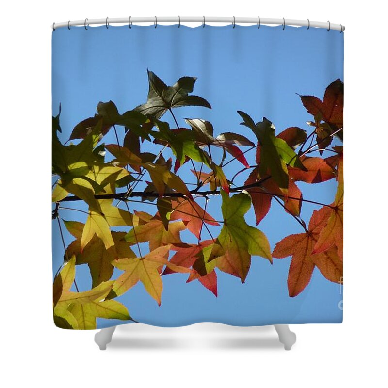 Autumn Shower Curtain featuring the photograph Autumn Leaves #2 by Jean Bernard Roussilhe