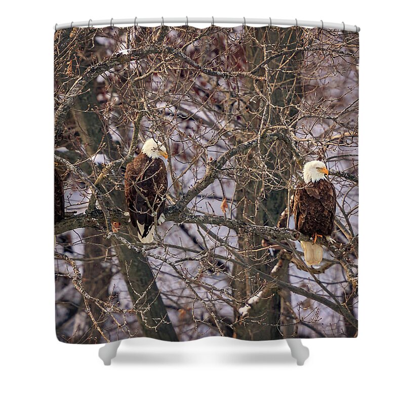 Illinois Shower Curtain featuring the photograph Bald Eagle by Peter Lakomy