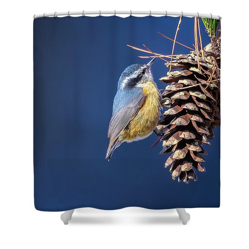 Adorable Shower Curtain featuring the photograph Black-capped Chickadee by Peter Lakomy