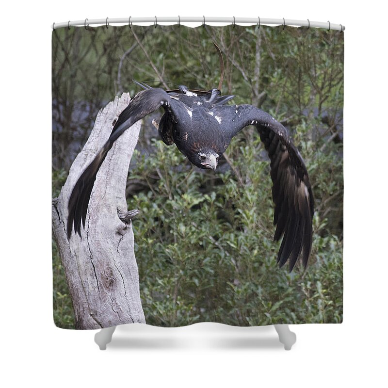 Raptor Shower Curtain featuring the photograph Black Kite #2 by Masami Iida