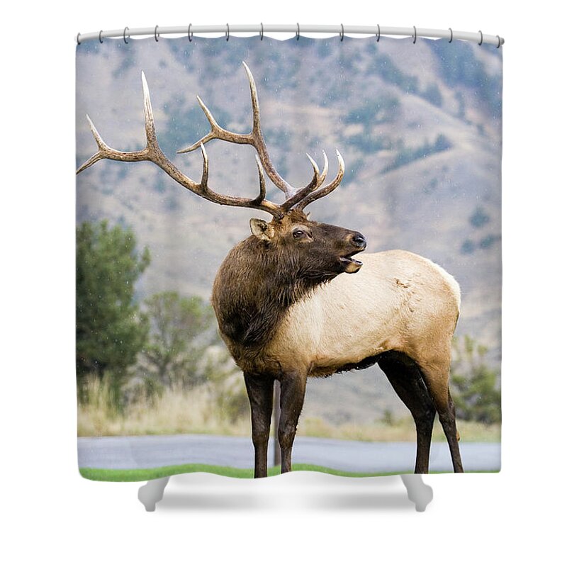 Elk Shower Curtain featuring the photograph Bull Elk by Wesley Aston