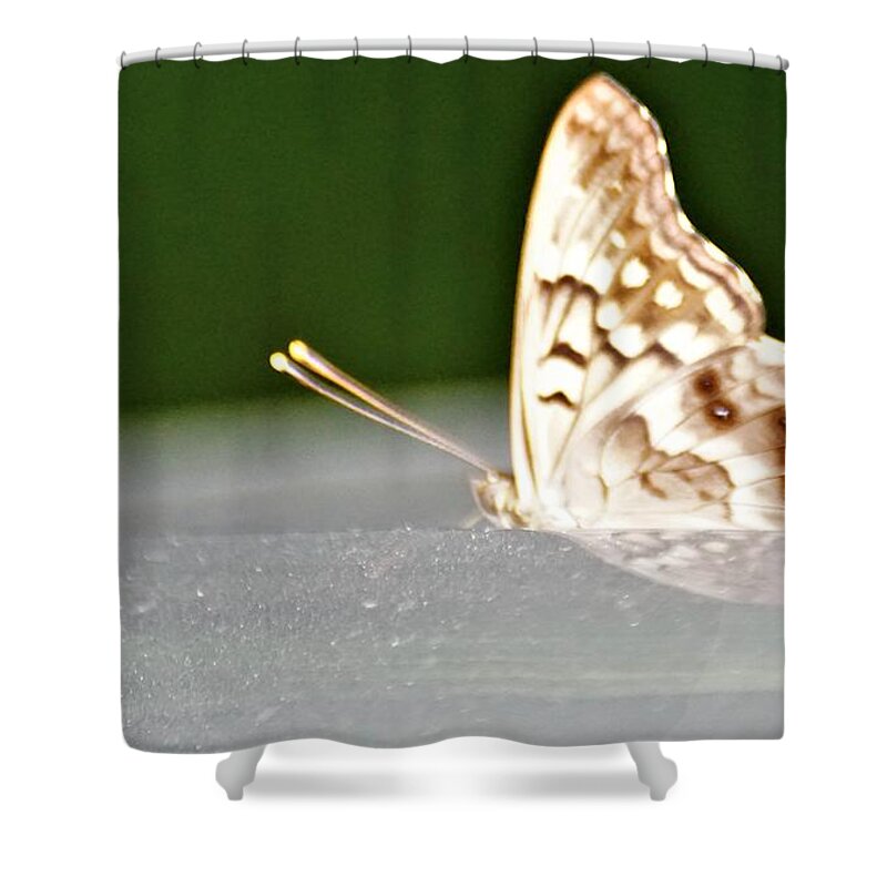 Butterflies Shower Curtain featuring the photograph Butterfly on my car5 by Merle Grenz