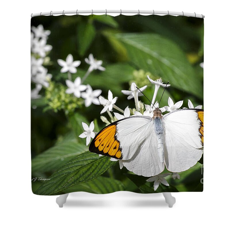 Butterfly Wonderland Shower Curtain featuring the photograph Butterfly #3 by Richard J Thompson