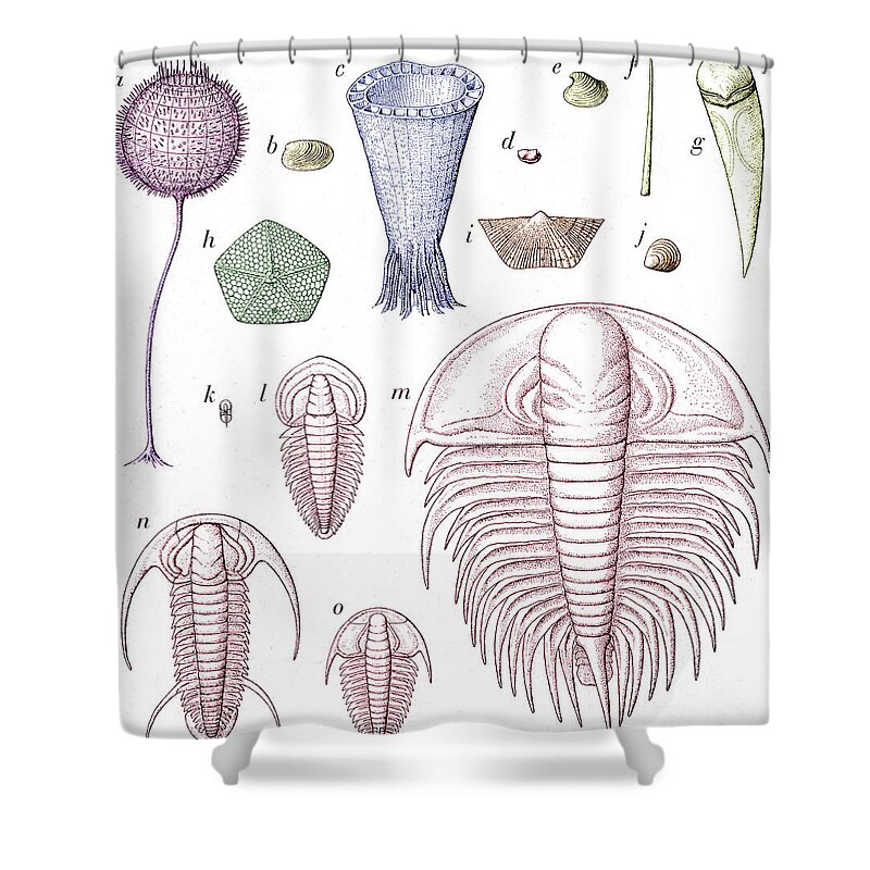 Prehistory Shower Curtain featuring the photograph Cambrian Fauna #2 by Science Source