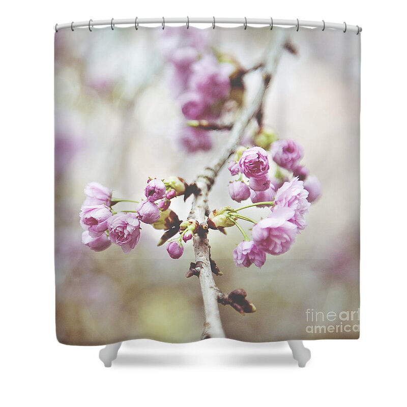 Cherry Blossom Shower Curtain featuring the photograph Cherry Blossoms #2 by Ivy Ho