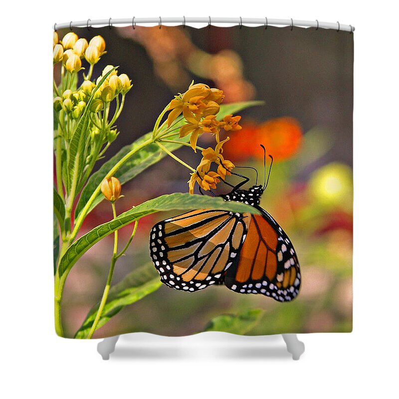  Shower Curtain featuring the photograph Clinging Butterfly by Matalyn Gardner