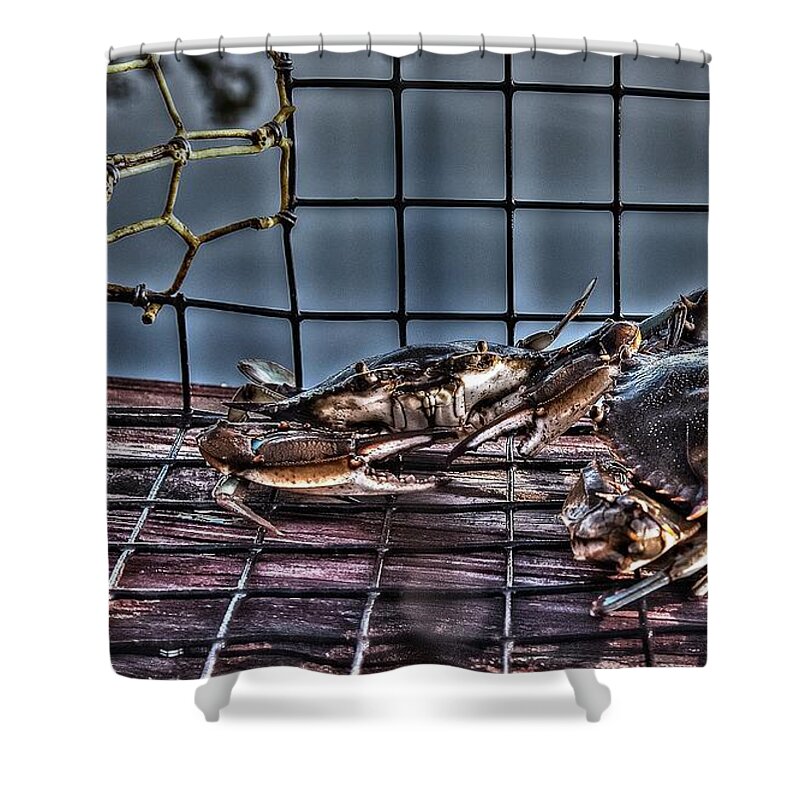 Blue Crab Shower Curtain featuring the photograph 2 Crabs in trap by Gulf Coast Aerials -