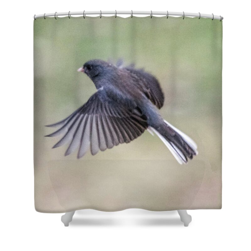 Bird Shower Curtain featuring the photograph Dark Eyed Junco Flying #2 by William Bitman