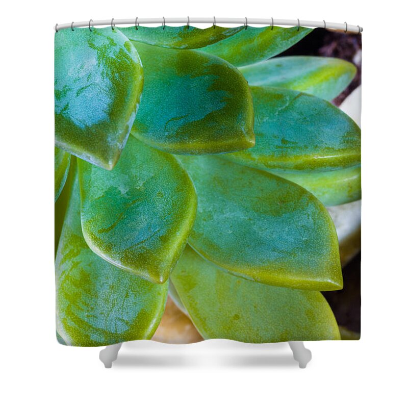 Beautiful Shower Curtain featuring the photograph Blue Pearl Plant by Raul Rodriguez