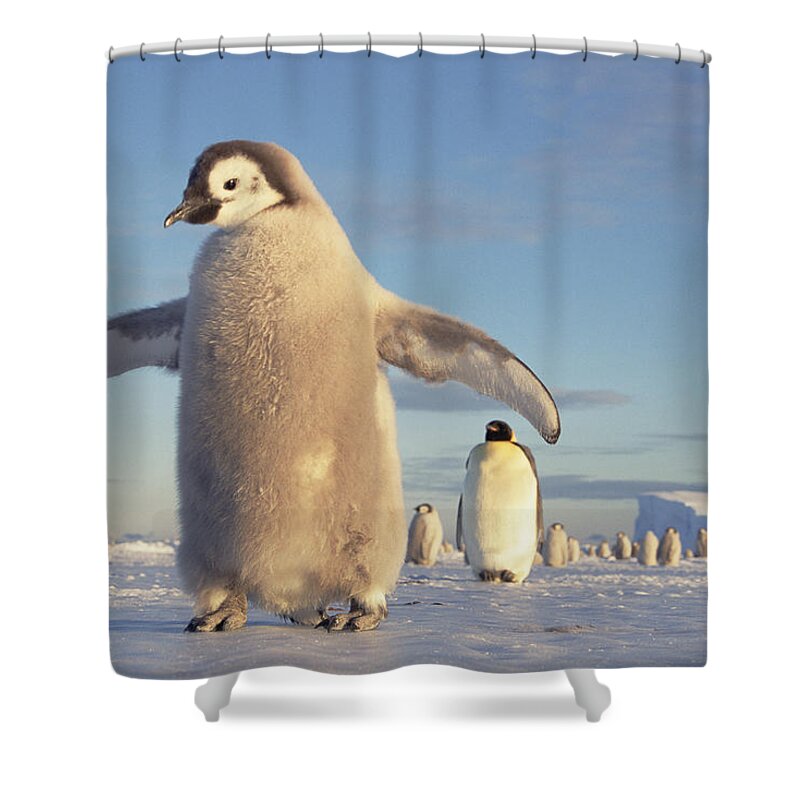 Mp Shower Curtain featuring the photograph Emperor Penguin Aptenodytes Forsteri by Tui De Roy
