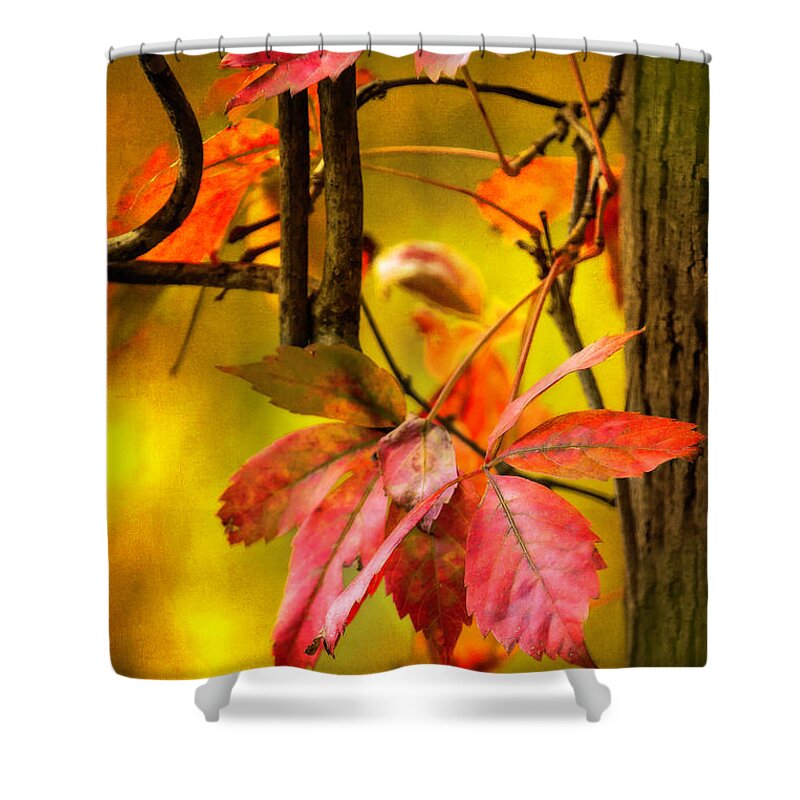 Fall Shower Curtain featuring the photograph Fall colors #2 by Eduard Moldoveanu