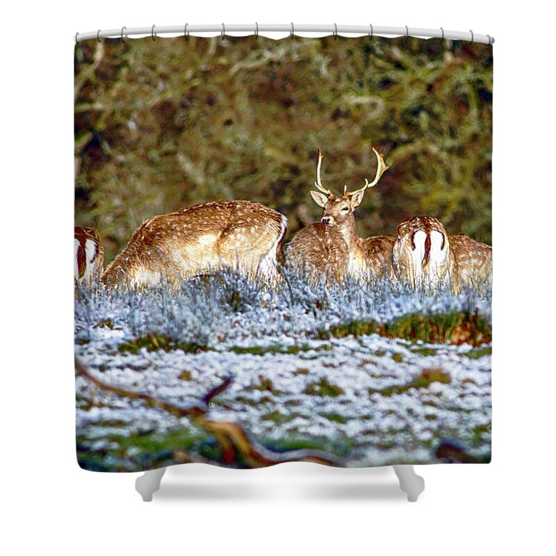 Animal Shower Curtain featuring the photograph Fallow Deer in England #2 by Chris Smith