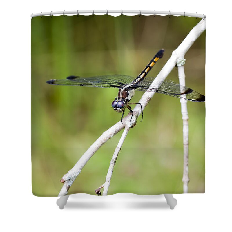 Pachydiplax Longipennis Shower Curtain featuring the photograph Female Blue Dasher Dragonfly #2 by Kathy Clark