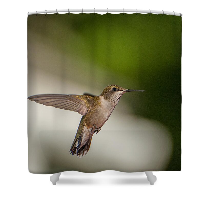 Hummers Shower Curtain featuring the photograph Female Ruby Throated Hummingbird #2 by Brenda Jacobs