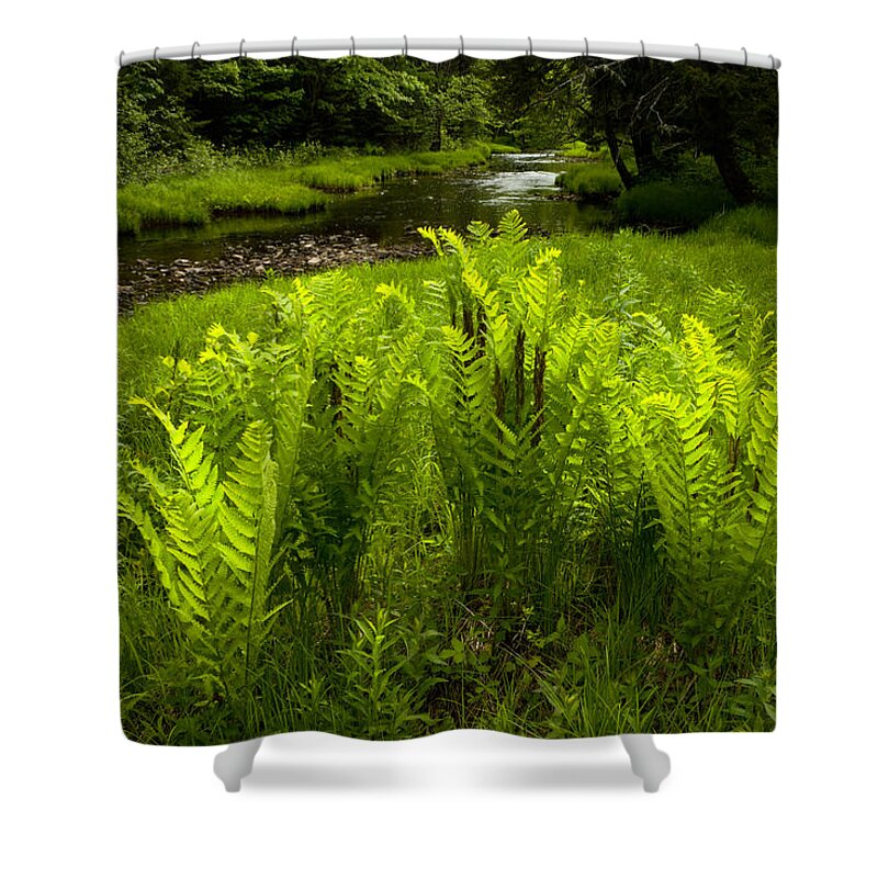 Kelly River Wilderness Shower Curtain featuring the photograph Fern Glow #2 by Irwin Barrett