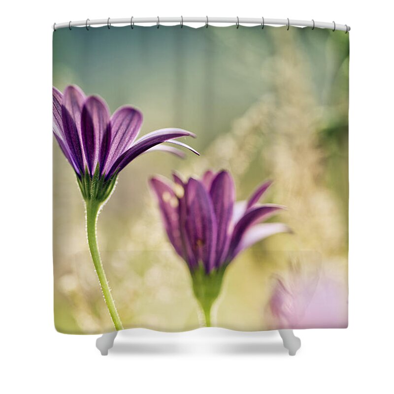 Flower Shower Curtain featuring the photograph Flower on Summer Meadow by Nailia Schwarz