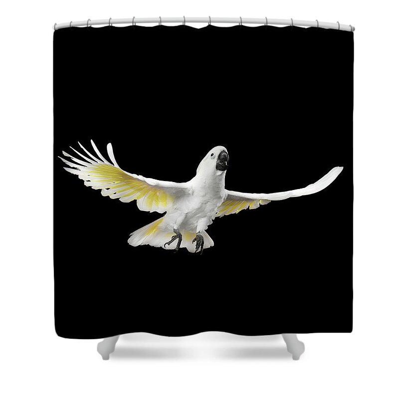 Cockatoo Shower Curtain featuring the photograph Flying Crested Cockatoo alba, Umbrella, Indonesia, isolated on Black Background by Sergey Taran