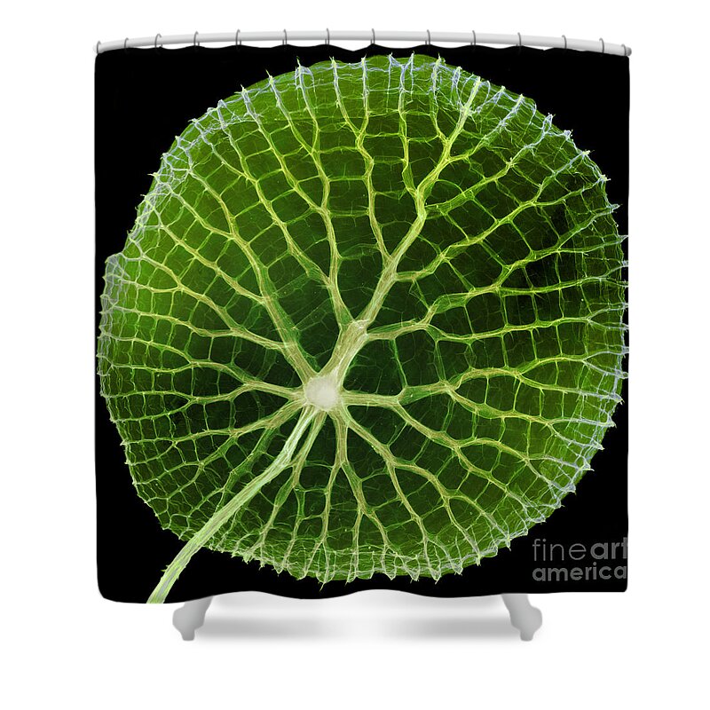 Giant Amazon Water Lilies Shower Curtain featuring the photograph Giant Amazon Water Lily, X-ray #2 by Ted Kinsman