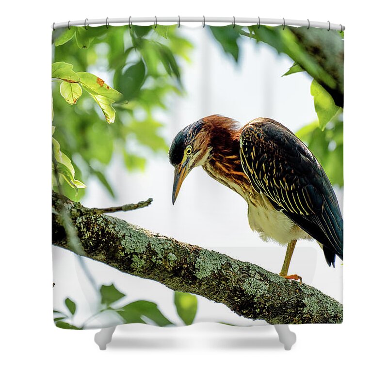 Heron Shower Curtain featuring the photograph Green heron portrait #2 by Sam Rino